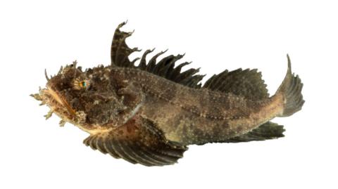 Fishing for Atlantic Sea raven → Explore Catches, Top Baits & More!