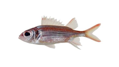 Fishing for Clearfin squirrelfish: Fish Species – FishAngler.com