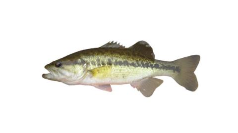 Fishing for Choctaw bass: Fish Species – FishAngler.com