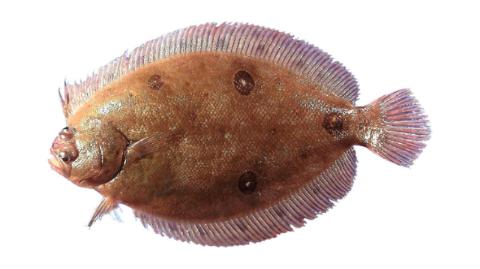 Fishing for Gulf of Mexico ocellated flounder: Fish Species