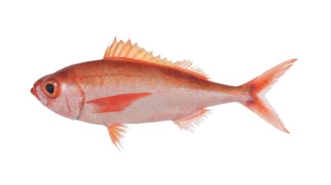 Fishing for Bigscale rubyfish → Explore Catches, Top Baits & More!