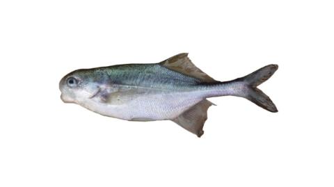 Zar Fish Fishing for Zambesi parrotfish → Explore Catches, Top Baits & More!