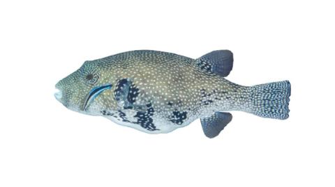 Fishing for Map puffer: Fish Species – FishAngler.com