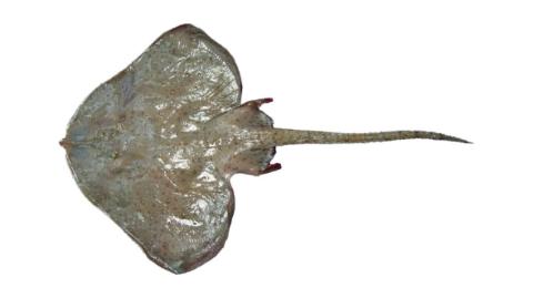 Fishing for Spinose skate: Fish Species – FishAngler.com