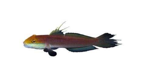 Fishing For Bella Goby Fish Species Fishangler Com