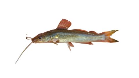 Fishing for Filespine chulín → Explore Catches, Top Baits & More!