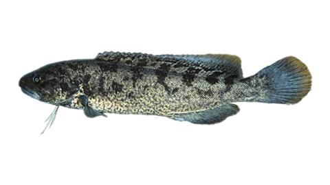 Blak R Fish Fishing for River blackfish → Explore Catches, Top Baits & More!