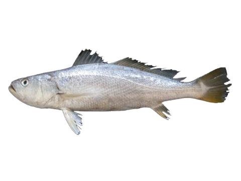 Fishing for Tigertooth croaker → Explore Catches, Top Baits & More!