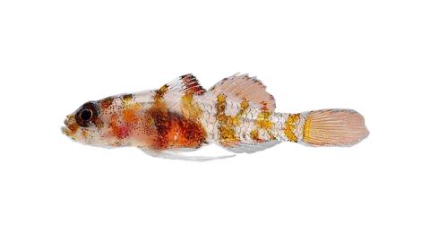 Fishing for Okapi goby → Explore Catches, Top Baits & More!