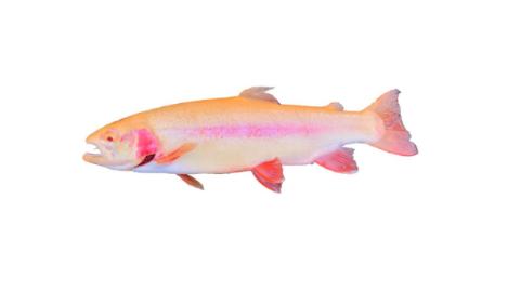 Fishing for Albino Rainbow Trout: Fish Species – FishAngler.com