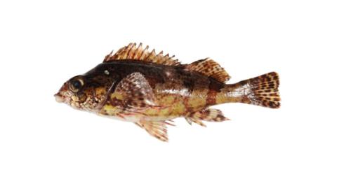 Kelfeta Fish Fishing for Western kelpfish → Explore Catches, Top Baits & More!