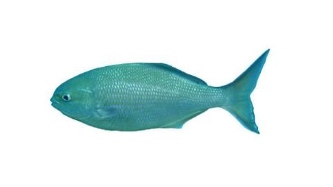 Fishing for Western buffalo bream: Fish Species – FishAngler.com