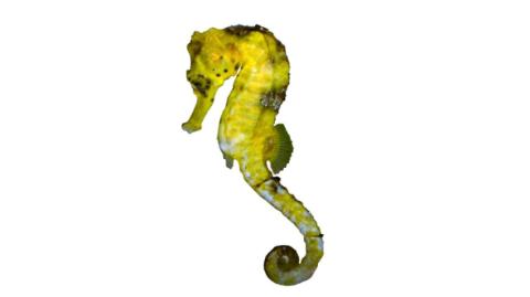 Fishing for Longsnout seahorse: Fish Species – FishAngler.com