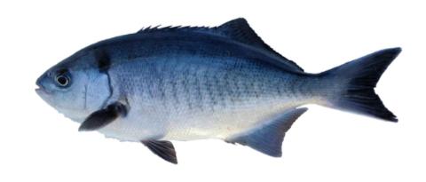 Fishing for Halfmoon: Fish Species – FishAngler.com