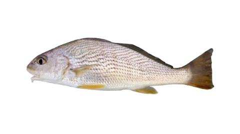 Fishing for Sand drum: Fish Species – FishAngler.com