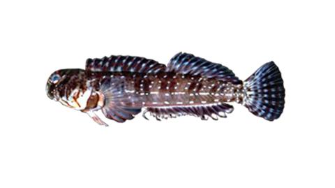 Jewelled Rockskipper Fishing for Tail-barred rockskipper → Explore Catches, Top Baits & More!