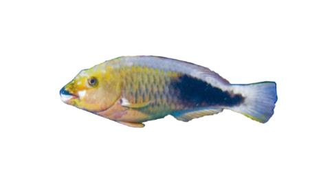 Fishing for Strigate parrotfish → Explore Catches, Top Baits & More!