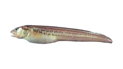 Fishing for Crested cusk-eel: Fish Species – FishAngler.com