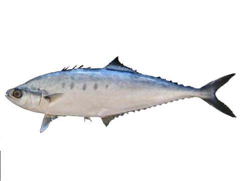 Fishing for Needlescaled queenfish → Explore Catches, Top Baits & More!