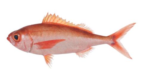 Fishing for Rubyfish → Explore Catches, Top Baits & More!