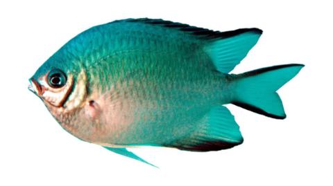 Vembly Fish Fishing for Yellowbelly damselfish → Explore Catches, Top Baits & More!