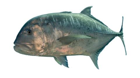 Trivelli Fish Fishing for Giant trevally → Explore Catches, Top Baits & More!