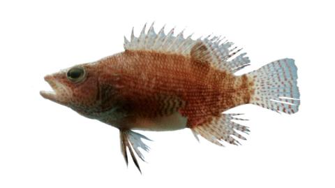 Fishing for Belted sandfish: Fish Species – FishAngler.com