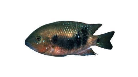 Fishing for Southern checkmark cichlid: Fish Species – FishAngler.com