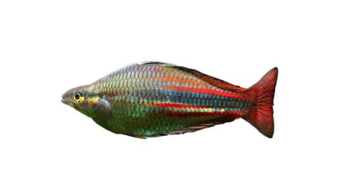 Fishing for North New Guinea rainbowfish: Fish Species – FishAngler.com