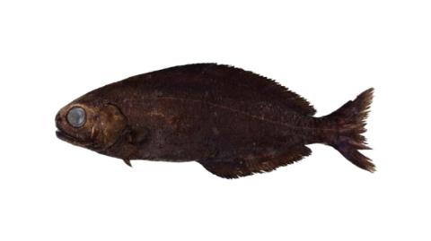 Fishing for Seamount Rudderfish → Explore Catches, Top Baits & More!