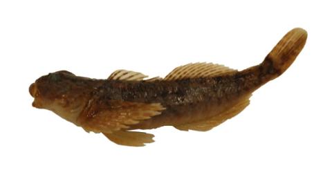 Fishing for Coastrange sculpin → Explore Catches, Top Baits & More!