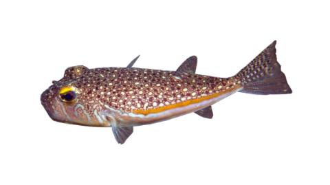 Fishing for Shortfin Puffer: Fish Species – FishAngler.com