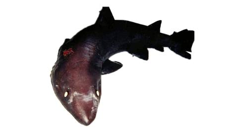 Fishing for Bigeye sand tiger shark: Fish Species – FishAngler.com
