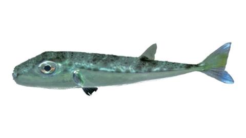 Fishing for Oceanic puffer → Explore Catches, Top Baits & More!