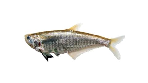 Fishing for Dusky-hairfin anchovy: Fish Species – FishAngler.com