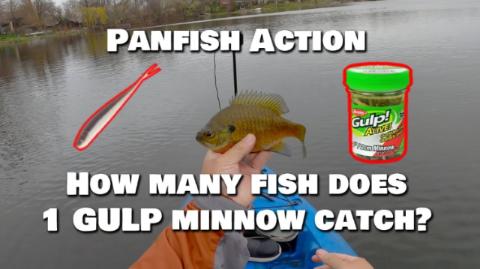 Panfish Action! Gulp Minnows!??!?! 